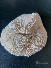 conchiglia fungo acquario