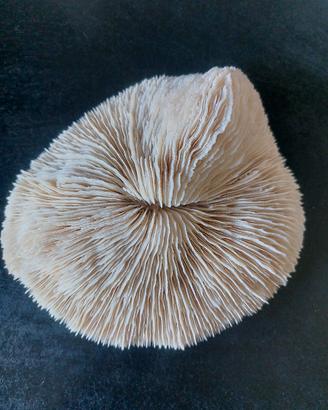 conchiglia fungo acquario