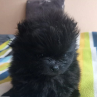 Spitz di pomerania mini toy femmina