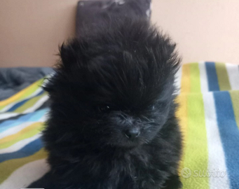 Spitz di pomerania mini toy femmina