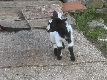 Capretto tibetano maschio