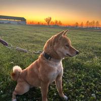 Shiba inu femmina accoppiamento