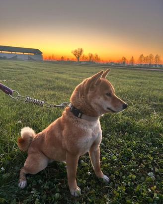 Shiba inu femmina accoppiamento