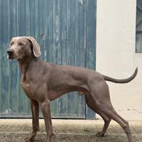 Weimaraner Maschio per Monte