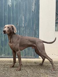 Weimaraner Maschio per Monte