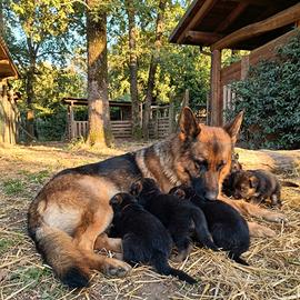 Cuccioli di pastore tedesco