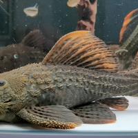 Vendita coppia adulta pleco L96