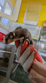 Petauro dello zucchero