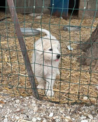 Cuccioli pastore maremmano abruzzese