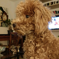 ACCOPPIAMENTO Barboncino Toy Fulvo