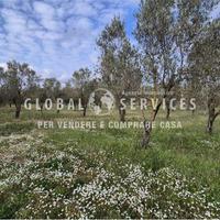 Terreno con Uliveto a Tancà Farrà