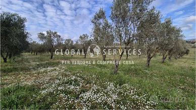 Terreno con Uliveto a Tancà Farrà