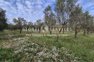 Terreno con Uliveto a Tancà Farrà