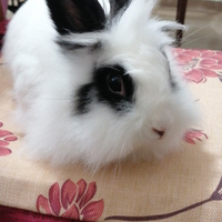 Coniglietti taglia media svariati colori