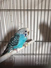 Coppia di cocorite riprodurtiva