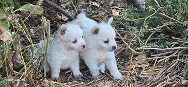 Cuccioli di volpino a pelo raso