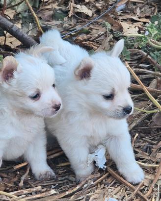 Cuccioli di volpino a pelo raso