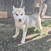 Cuccioli di Siberian Huksy