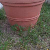 vaso piante