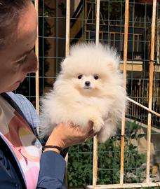 POMERANIA TOTAL WHITE "mini" LINEE AMERICANE