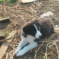 Cuccioli di Border collie