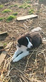 Cuccioli di Border collie