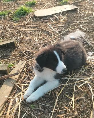 Cuccioli di Border collie