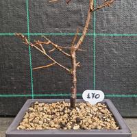 Bonsai di Ciliegio Giapponese Serrulata 170