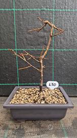 Bonsai di Ciliegio Giapponese Serrulata 170