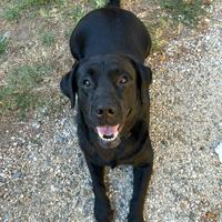 Labrador Maschio Per Monta Con Pedigree