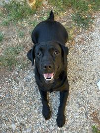 Labrador Maschio Per Monta Con Pedigree