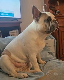 Bulldog francese