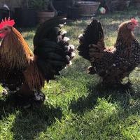Gallina nana calzata millefiori
