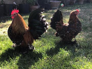 Gallina nana calzata millefiori