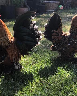 Gallina nana calzata millefiori