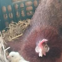 Gallina da cova. Pulcini