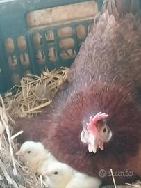 Gallina da cova. Pulcini