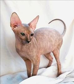 Gattina don sphynx blu e crema gomma