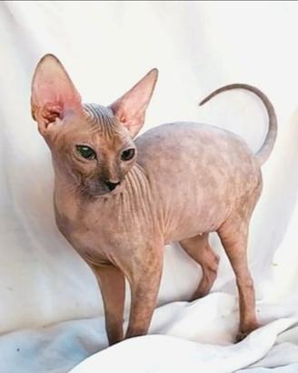 Gattina don sphynx blu e crema gomma