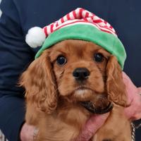 Cucciolo Cavalier King Charles Spaniel