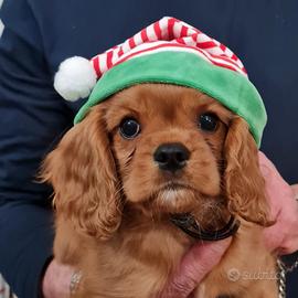 Cucciolo Cavalier King Charles Spaniel