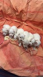 Cuccioli di maltese