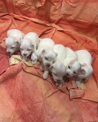 Cuccioli di maltese