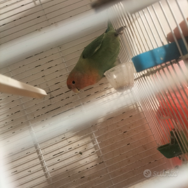 Pappagallo in separabile