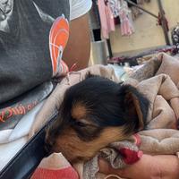 Cane rokshile nano piccola taglia