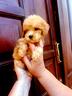 cuccioli-taglia-piccola-e-piccolissima