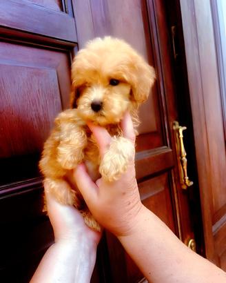 Cuccioli taglia piccola e piccolissima