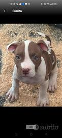 Ultimi cuccioli pittbull puri nati in casa