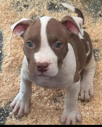 Ultimi cuccioli pittbull puri nati in casa