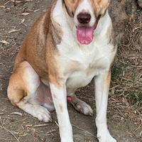 Zack, cucciolone incrocio Pitbull in ADOZIONE